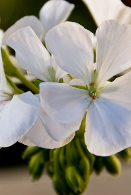 White Geranium  ~  June 27