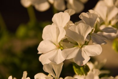 White Geranium  ~  July 21