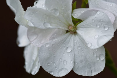 White Geranium  ~ August 8