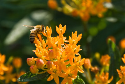 Bee with Flower  ~  August 20