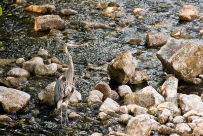 Great Blue Heron  ~  21 August