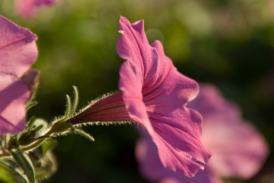 Petunia  ~  August 24