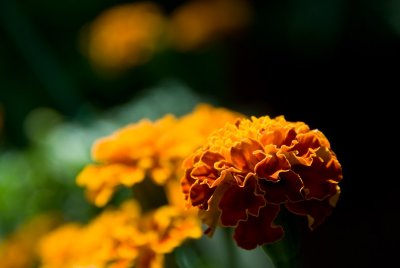 Marigold  ~  August 25