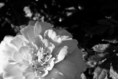 Marigold Black & White  ~  September 5