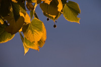 Minnesota Autumn  ~  September 15