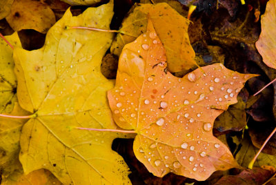 Greg's Autumn Leaf Collection  ~  October 23