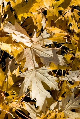 Greg's Autumn Leaf Collection, Redux  ~  October 28