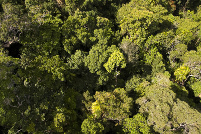 Rainforest Canopy