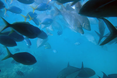 Fish