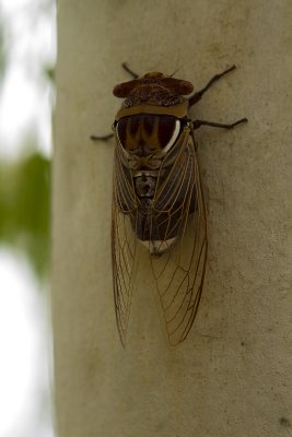 Cicada