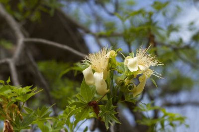 Boab Tree