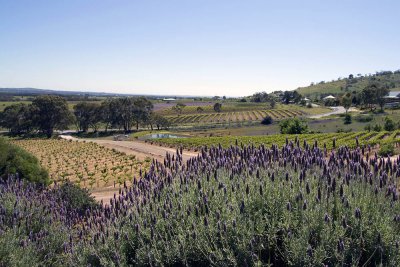 Barossa Valley