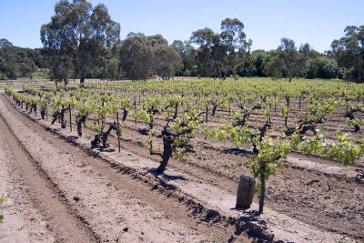 Barossa Valley