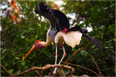 RANGANATHITTU BIRD SANCTUARY- MYSORE INDIA