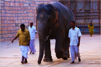 The Temple Elephant on His Early Morning Walk