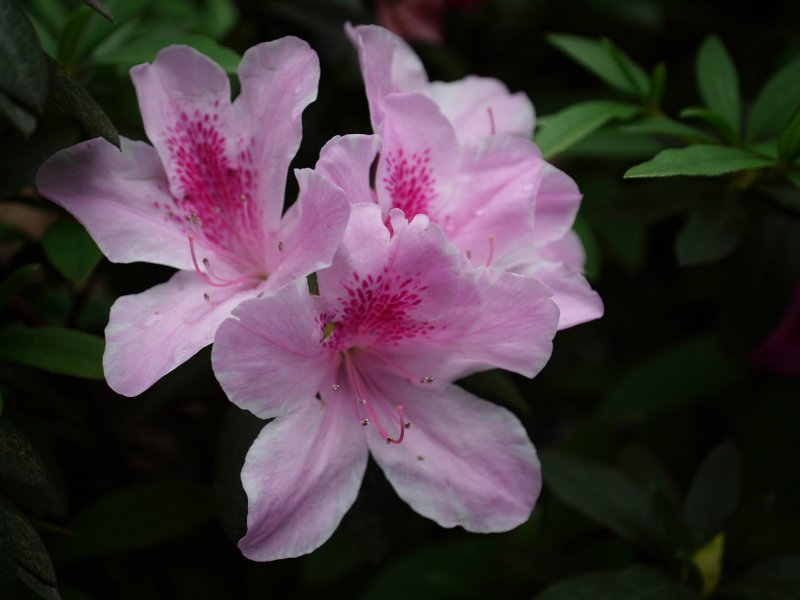 Flowers that speak.JPG
