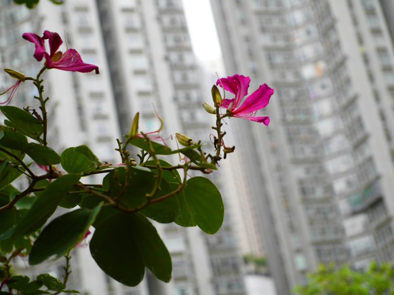 Flowers of the Estate.jpg