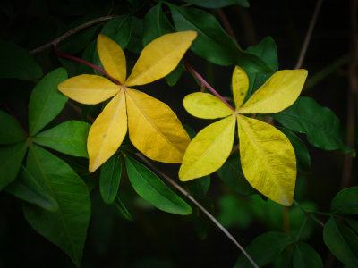 Flowers in Sceneway Garden