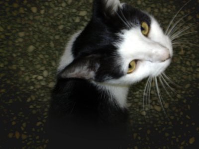Small Cat-cw.jpg