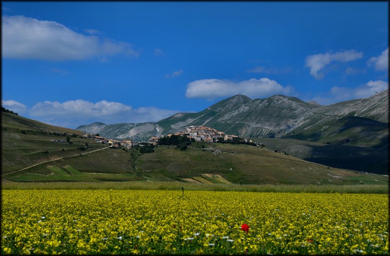 Fioritura di Castelluccio