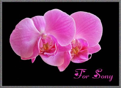 Two Orchids_IMG_3046b.jpg