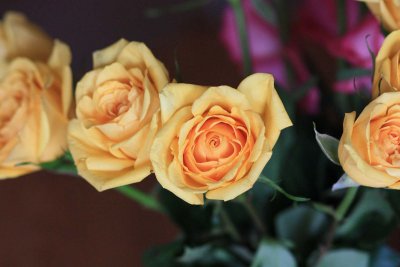 IMG_1840y.jpg