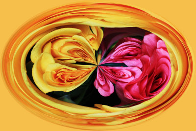 IMG_1841_Twirled_Roses.jpg