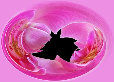 IMG_3046_Orchids_a_Swirl.jpg