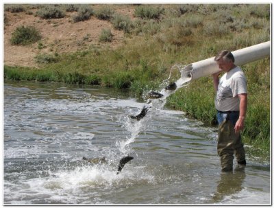 Fish Stocking in WY