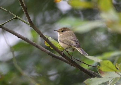 Chiffchaff