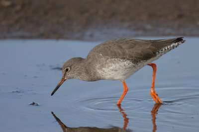 Redshank