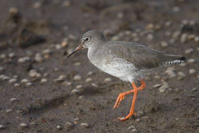 Redshank