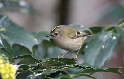 Goldcrest