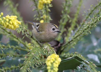 Goldcrest