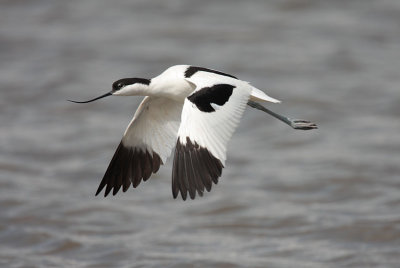Avocet