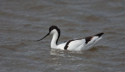 Avocet
