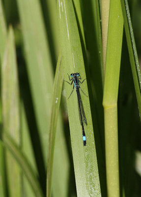 Damselfly, Blue-tailed