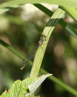 Emerald Damselfly (imm.)