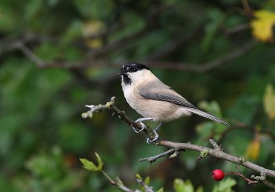 Willow Tit
