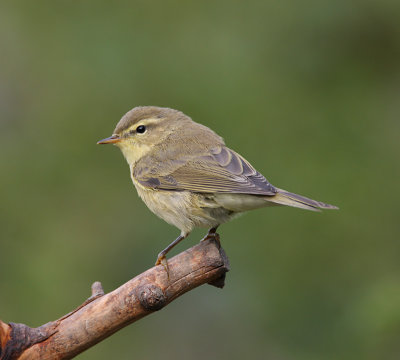 Chiffchaff