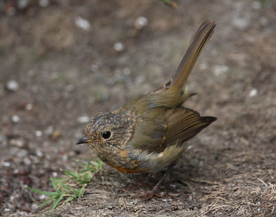 Robin