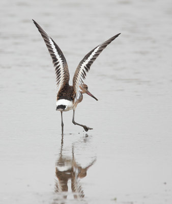 Black-tailed Godwit
