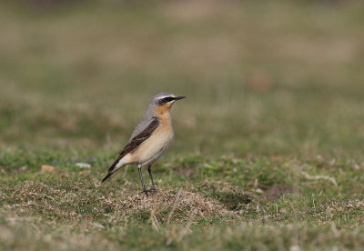 Wheatear