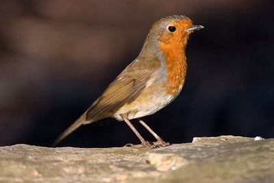 Robin