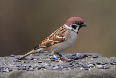 Tree Sparrow