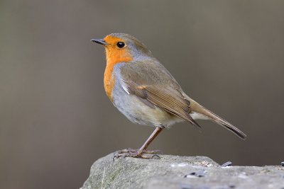 Robin