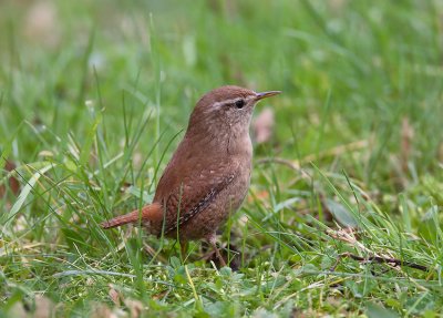 Wren