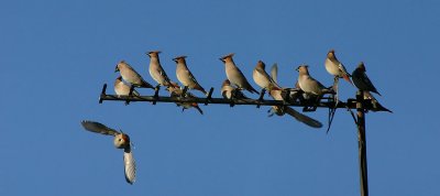 Waxwing