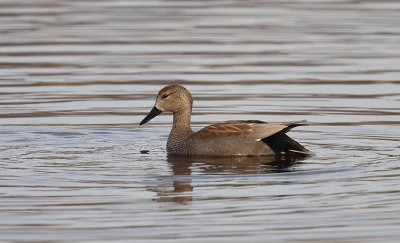 Gadwall