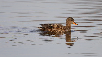 Gadwall
